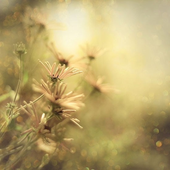Sunlit  Summer Dreams - ethereal flowers surrounded by dancing bokeh and warm sunlight - A magical photograph - a Fine Art Nature Print (8x8)