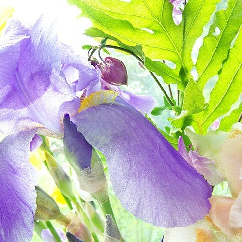 Purple Iris, Fine Art Photograph Note Card
