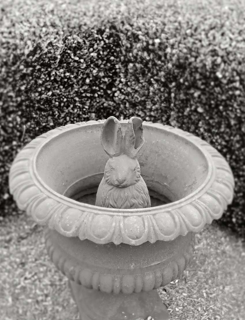 Any Bunny Home - Fine Art Photography Print - 8x10