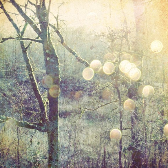 Into the Mystic -  Photography Art  . Mystical grove of trees with sparkly sunlight  sage green surreal woodland trees sparkly sun flare bokeh pale yellow  . 8x8