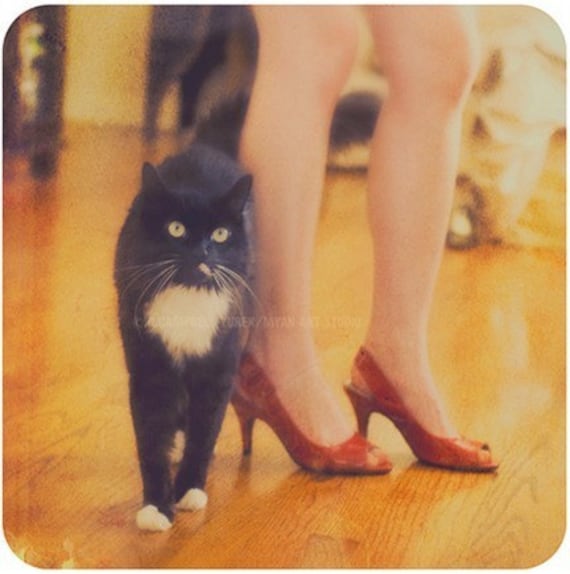 cat in high heels. woman with red high heels