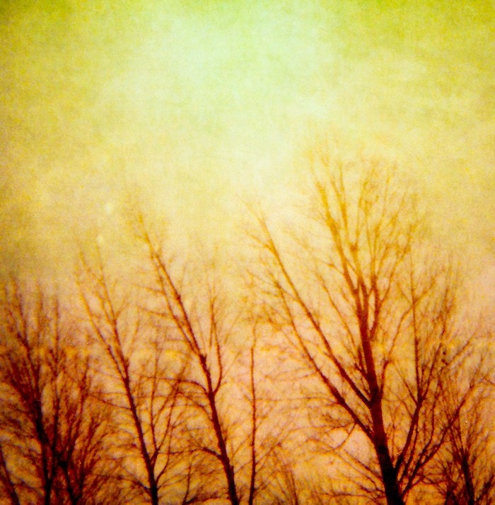 Trees, Fine Art Nature Photography Print 8x8