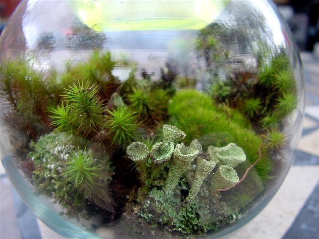 Large Moss and lichen Terrarium kit - Build your own-Make 1 or More