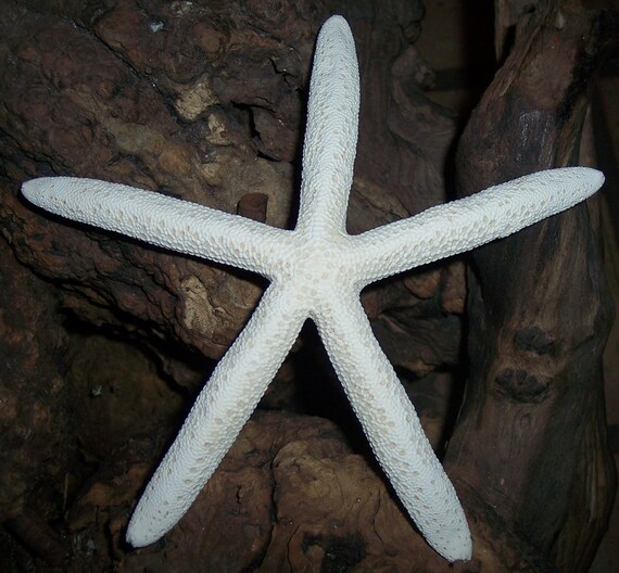 Large White Finger Star Fish loose for decorating or crafts