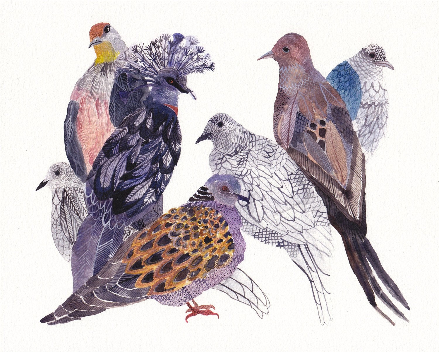 Doves and Pigeons - Archival Print