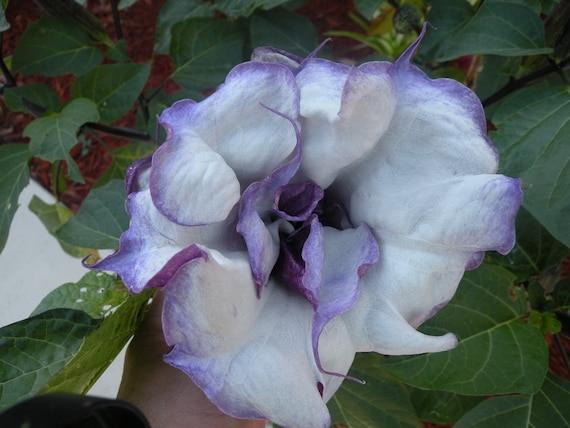 Datura Metel. PIF (Pay it Forward) Organic dark purple double layer frilly . 15 seeds. Includes waterproof seed marker.