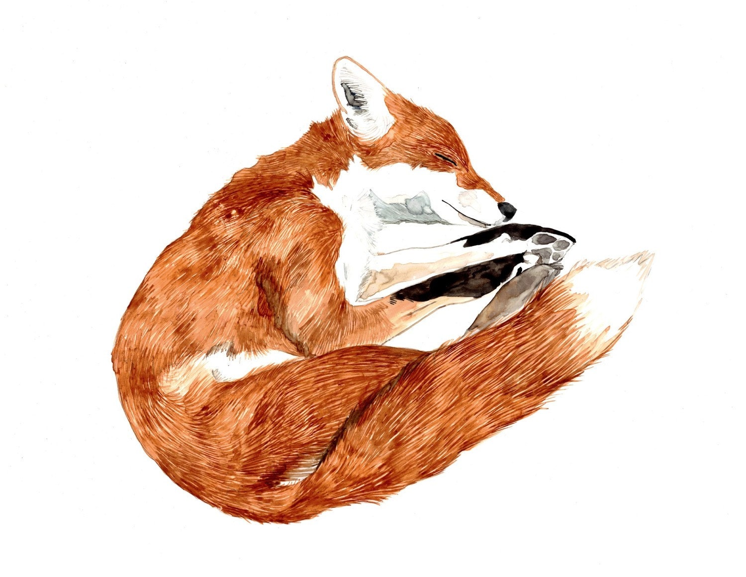 Sleeping Fox Archival Print