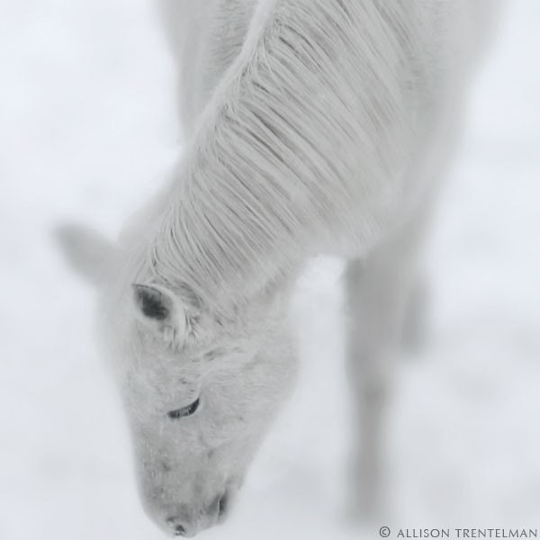 Periwinkle the Horse - set of 4 blank greeting cards with fine art photography print of a white horse in snow