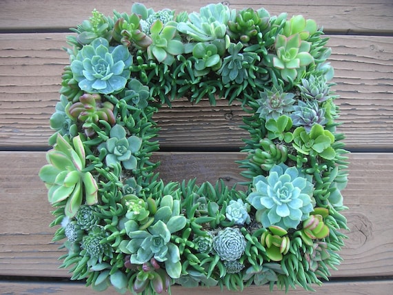 Beautiful Square Living Wreath Or Centerpiece, READY FOR DELIVERY