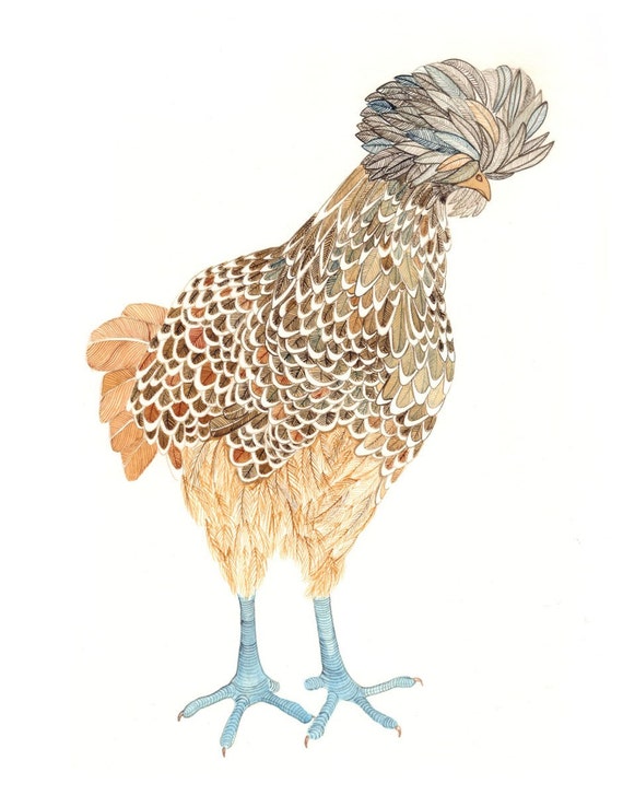 Polish Chicken - Archival Print