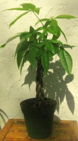 money tree bonsai. Bonsai Money Tree. From jadecompany