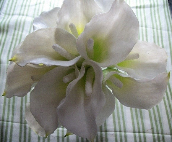 10 Pc. Fresh Look Petite White Calla Lily Bouquet Set With Black Ribbon