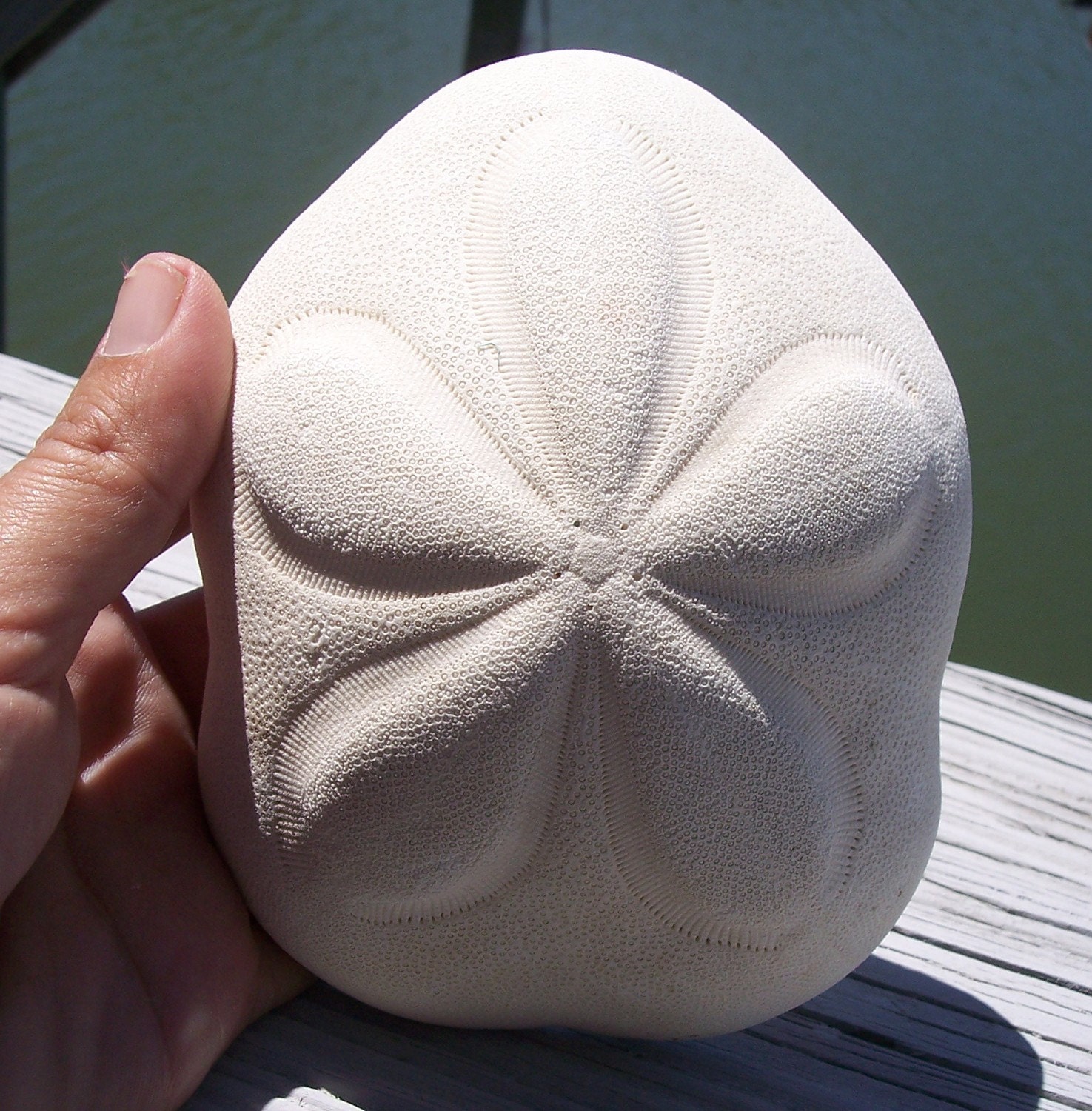 Large Natural Sea Biscuit 'Chunky Sand Dollar' for display, collecting, crafts, weddings