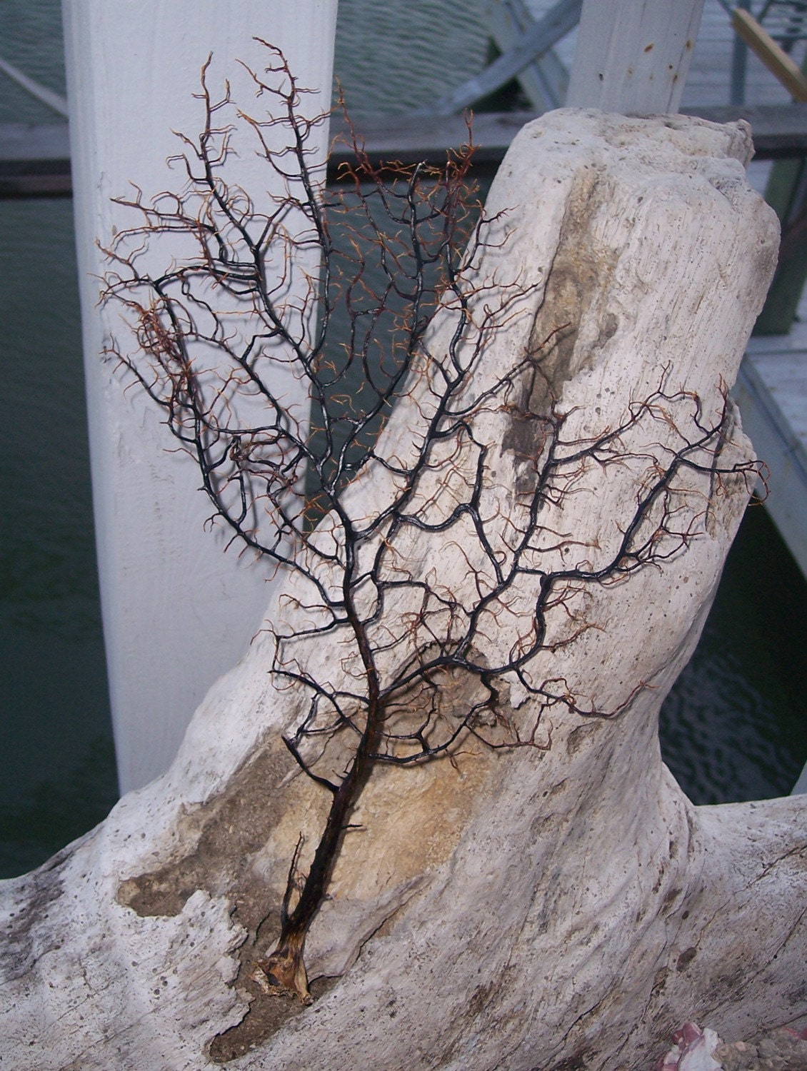 Natural Black Sea Fan Coral for Framing, Arts and Crafts, Display