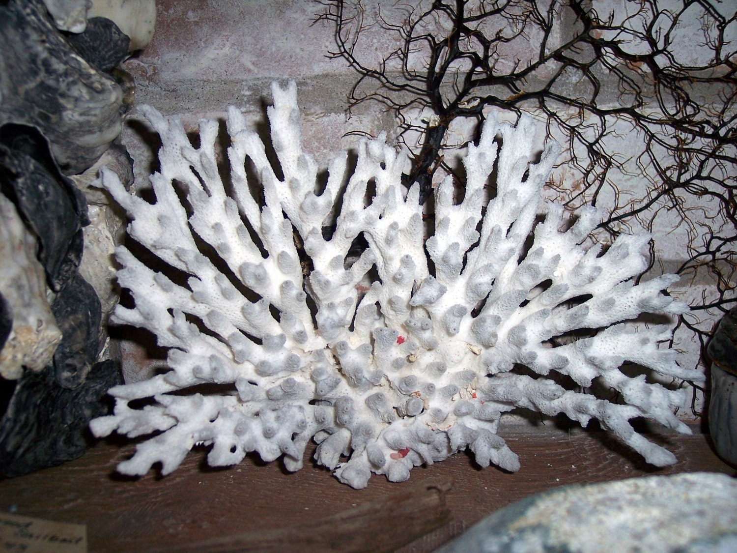 Coastal Home Decor Stunning Vintage White Coral Cluster