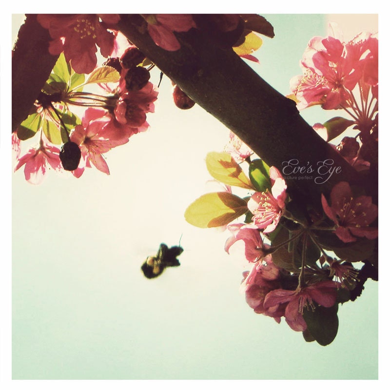Pink Cherry Blossom Tree With Flying Bee Fine Art by EvesEye pink sky tree 