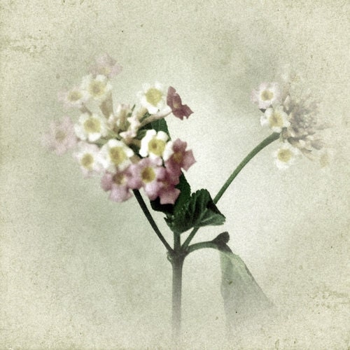 Lantana Flowers Botanical 4 x 4 Fine Art Photography Print Muted Pale Colors
