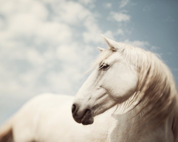 Wild is the Wind - Fine art animal photograph - White horse in muted neutrals