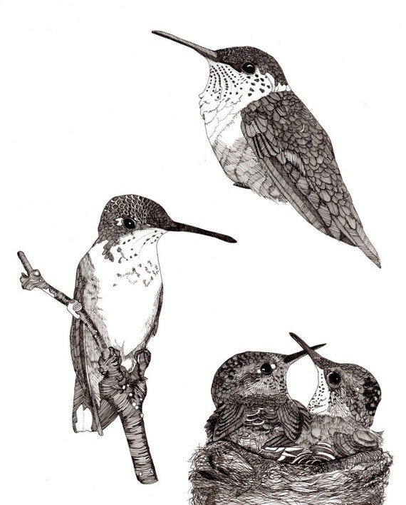 Hummingbird study - Archival Print