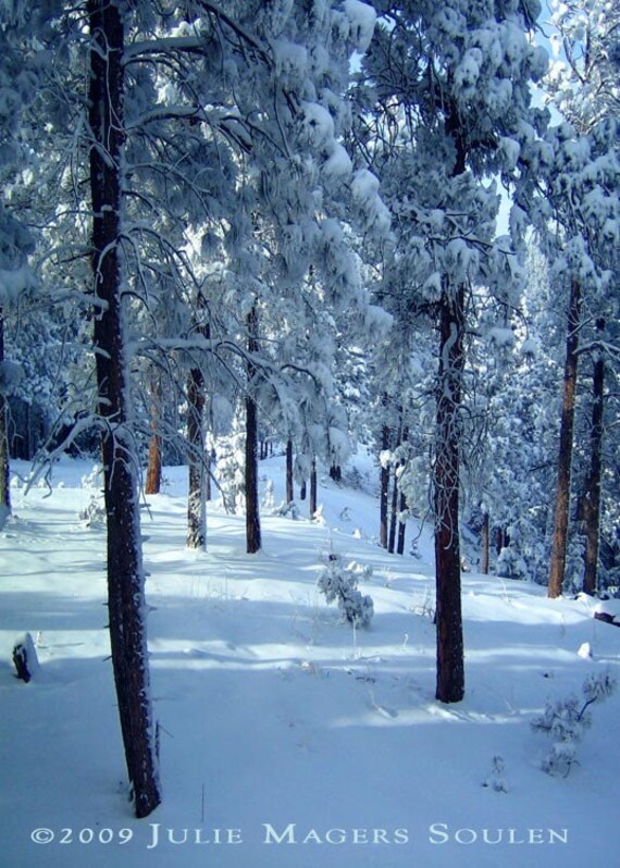 Colorado Winter Landscape Photo -Morning Snow -5X7 Photograph