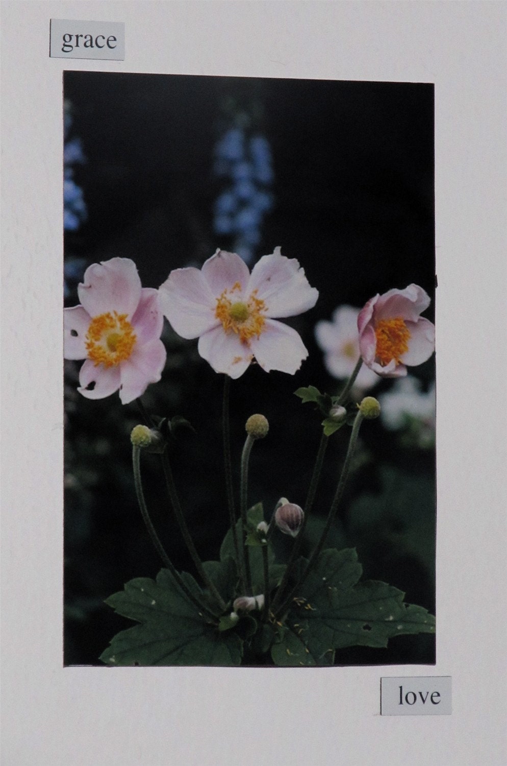 4x6 Magnet of "Three Sisters," Original Photograph of Flowers in Central Park, New York City