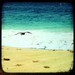 BEACH BLISS - one 8 x 8 fine art photography print (Soaring, Los Cabos, Mexico)