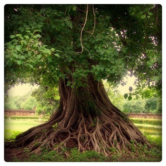 An ancient and knotty tree with many roots.