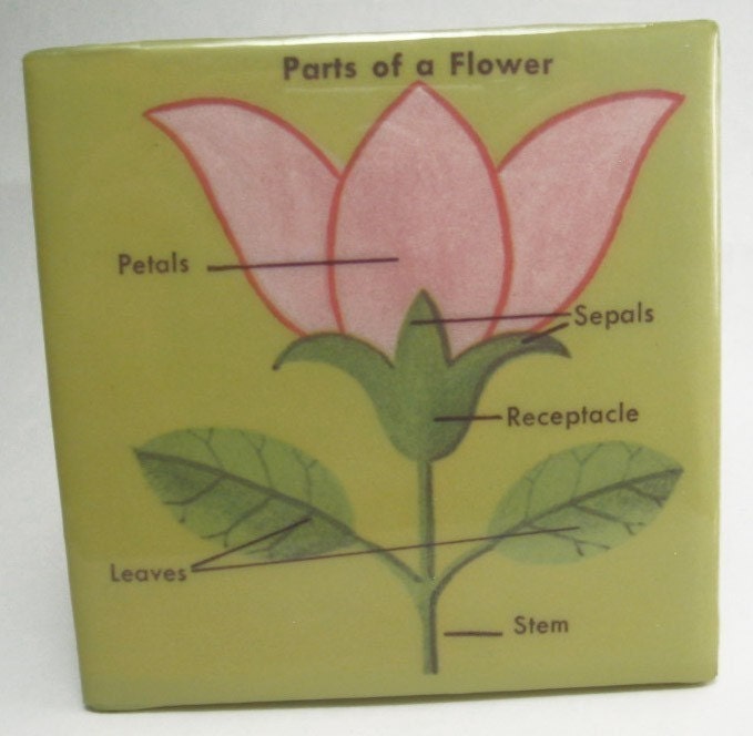 parts of flower diagram. Parts of a Flower Diagram Tile