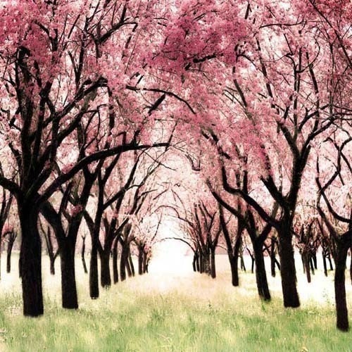 Wonderland - a girlie girly girl gift idea. for her. feminine. a whimsical pink cherry blossom orchard photograph - fine art nature enlargement for a nursery - Think Pink - 12x12 Metallic Print
