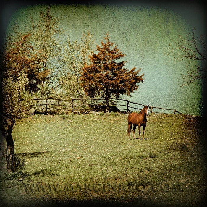horse pictures to color and print. Color image of a horse on a hill. Original Print, printed on Archival Silver Halide Paper. Size: 8x8 inch (other sizes available, please contact me if