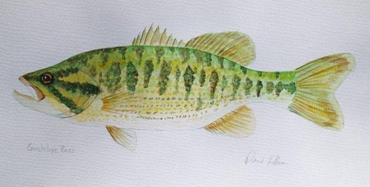 pictures of the guadalupe bass. Guadalupe Bass Watercolor 9x12