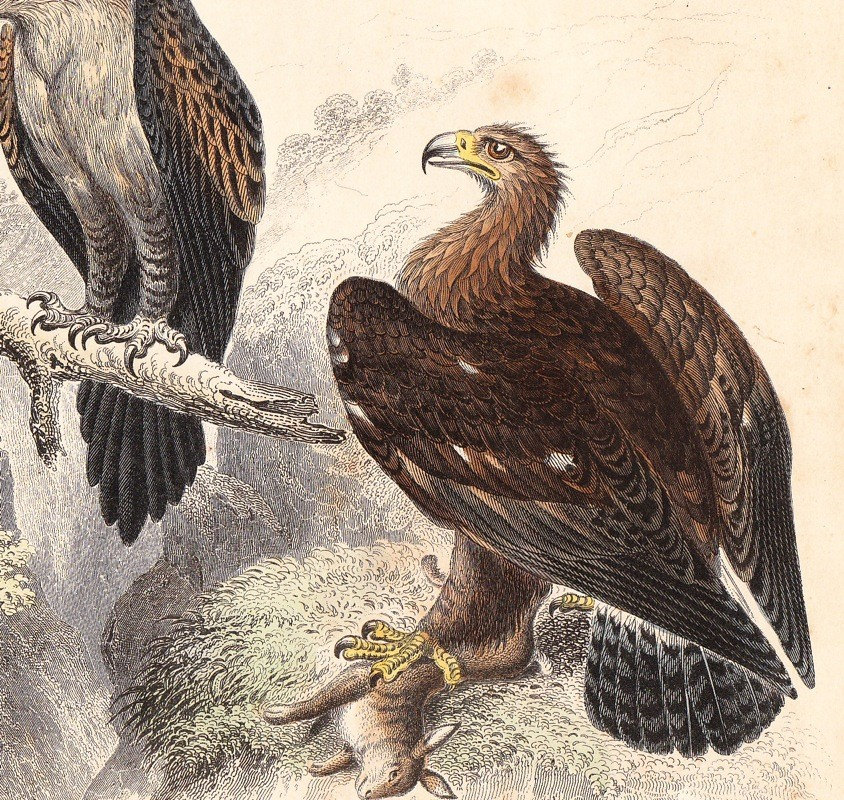 golden eagle bird. 1866 GOLDSMITH EAGLE BIRD