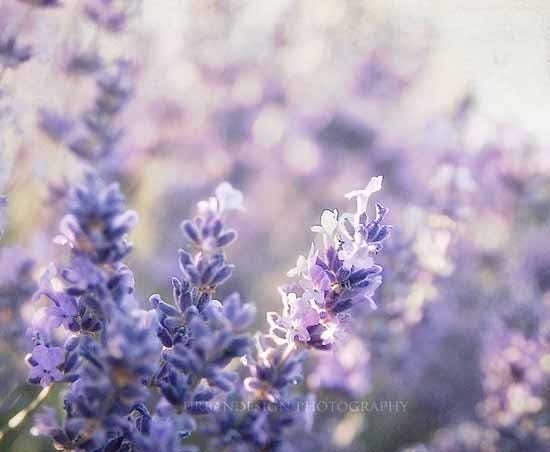 lavender in soft morning light