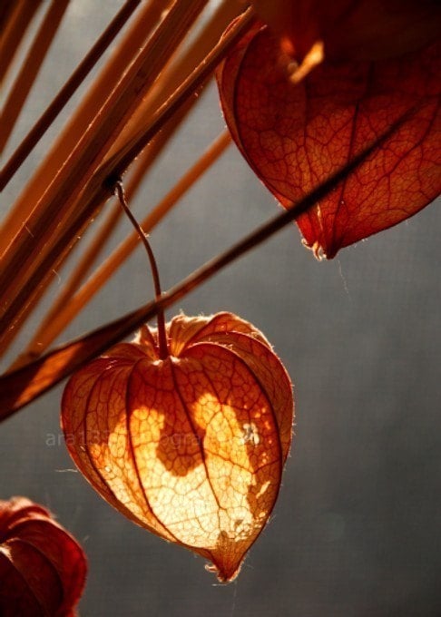 chinese lantern plants highlighted in the bright winter sunlight