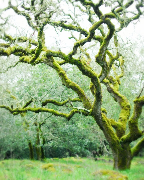 photo of magical forest of moss covered gnarly trees in emerald green