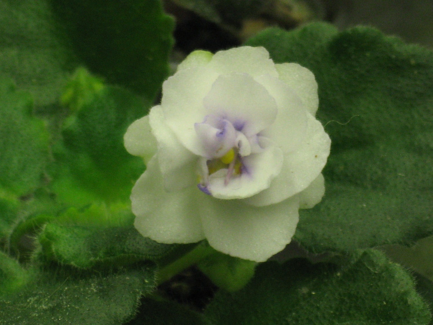 African Violet, live plant, BECA'S BOTSWANA, cute little plant