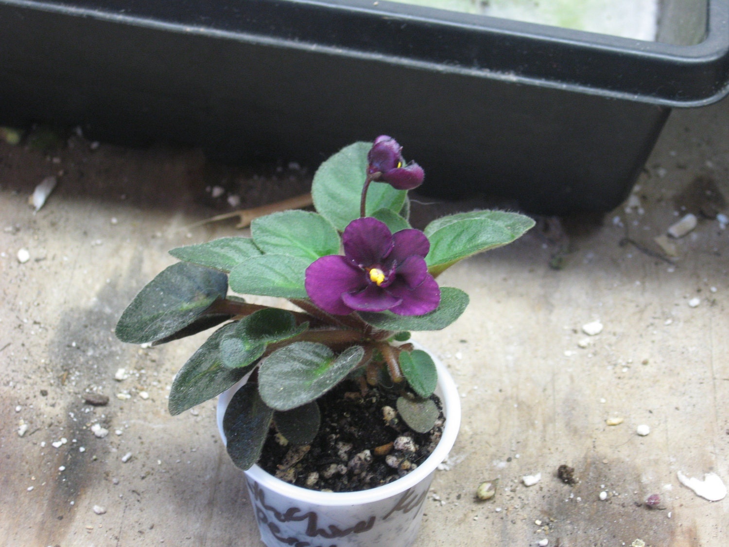 African Violet, live plant, ANTHOFLORES PERCY,  starter, now shipping to California