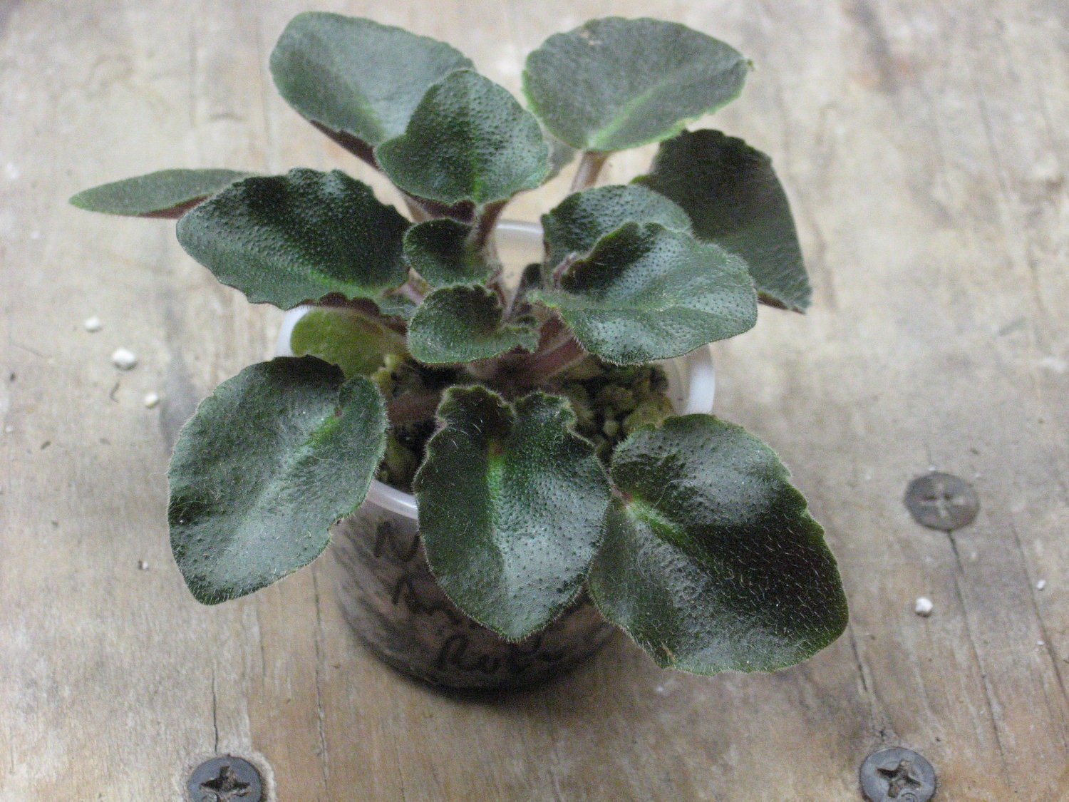 African Violet, live plant, ROB'S ANTIQUE ROSE, semi miniature, starter, now shipping to California