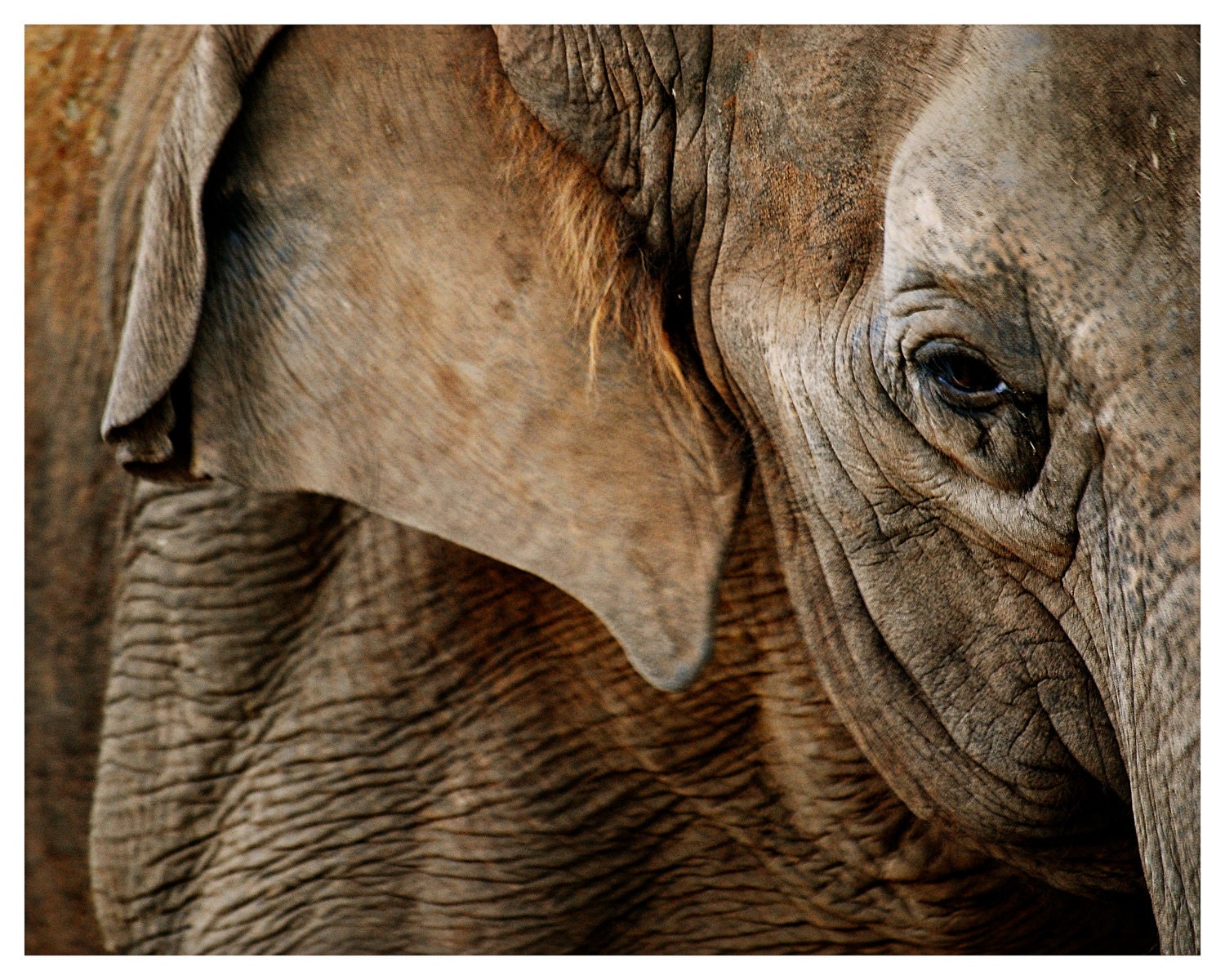 fine art image of an elephant, elephant's eye, gentle giant, image by enframe photography by rachel boyer