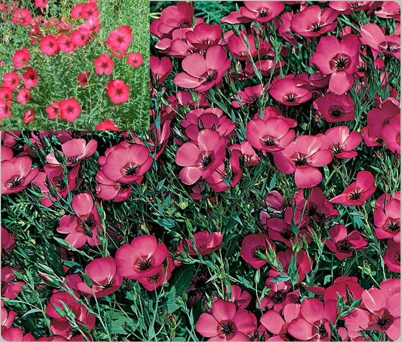 Scarlet flax,  100 SEEDS,bright annual, drought tolerant