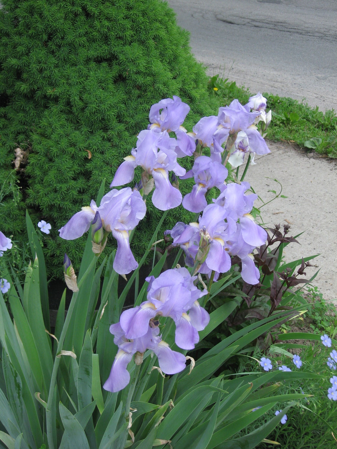 BEARDED IRIS, old type, ships in mid to late June
